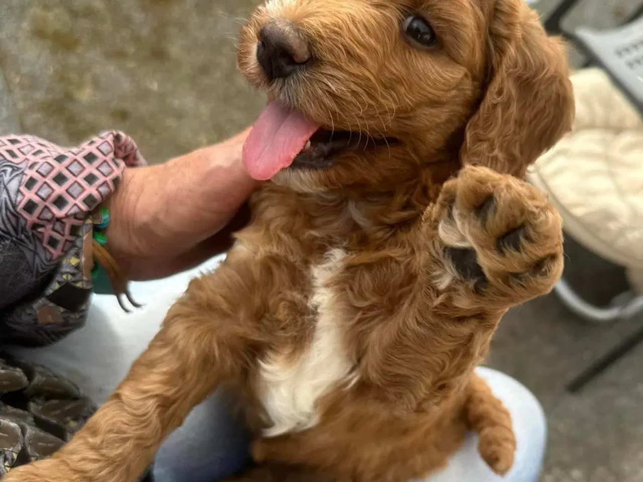 Billede 11 - Labradoodlehvalpe til sommer