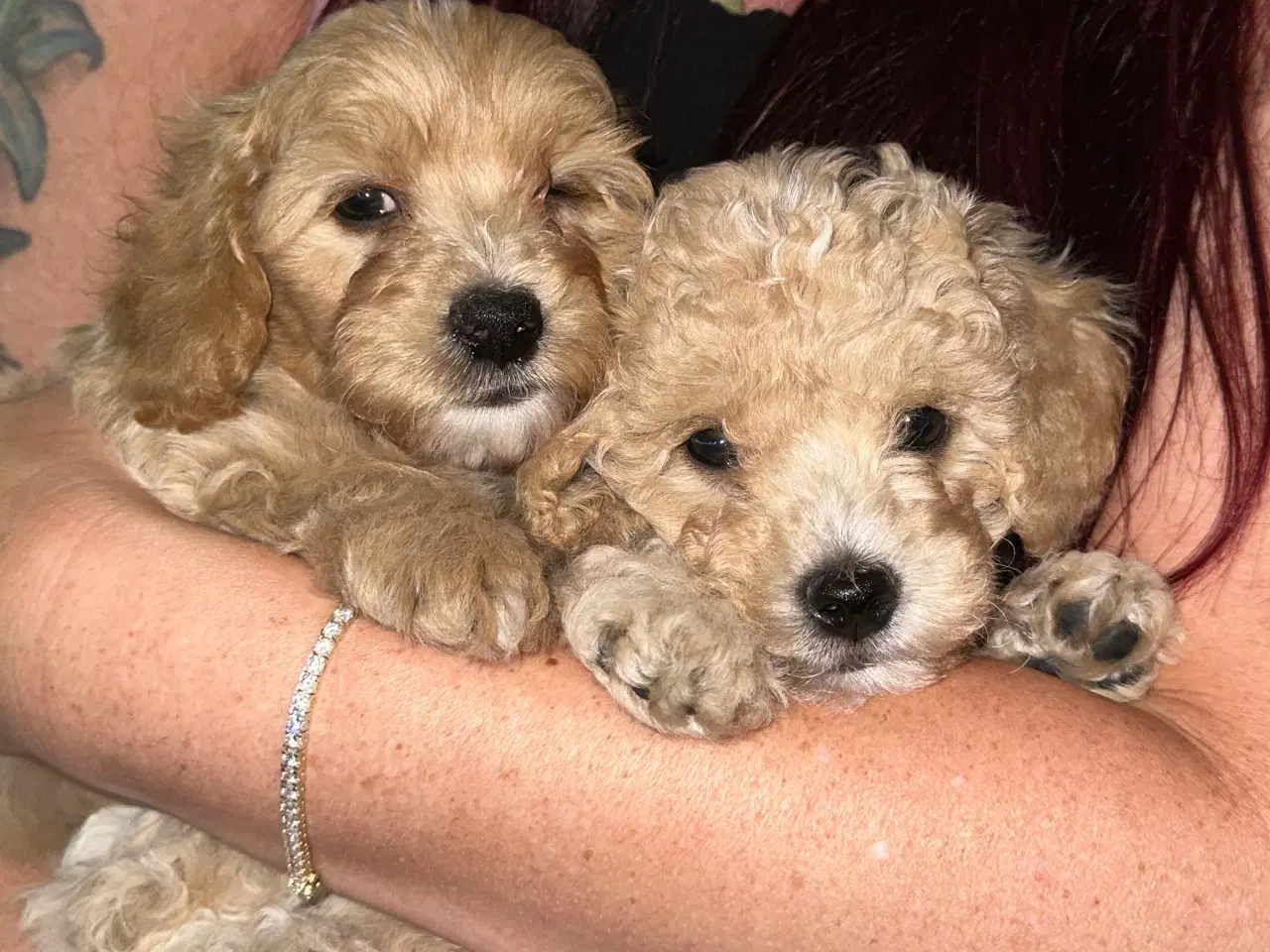 Billede 1 - Maltipoo F1 hvalpe