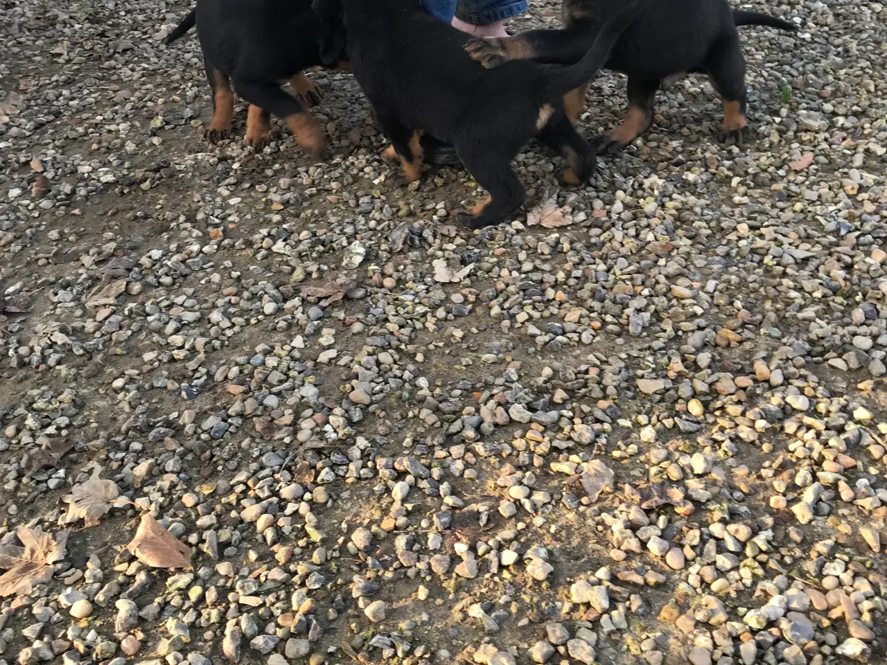 Billede 7 - Rottweiler/schæfer hvalpe