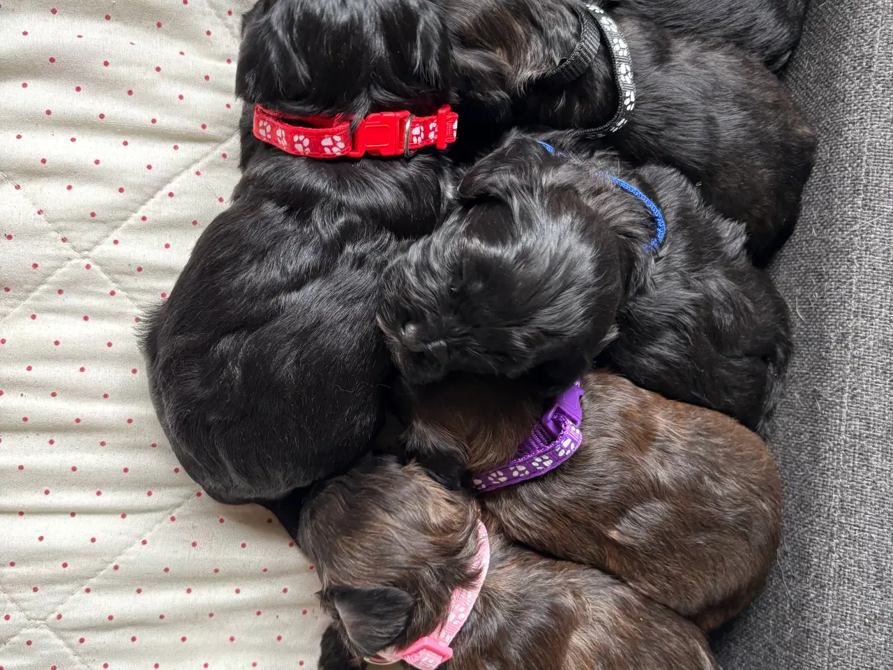 Billede 1 - Allergivenlige hvalpe - shih poo