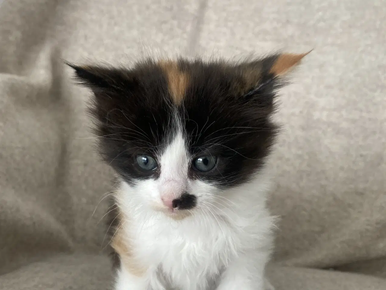 Billede 1 - Main Coon killinger