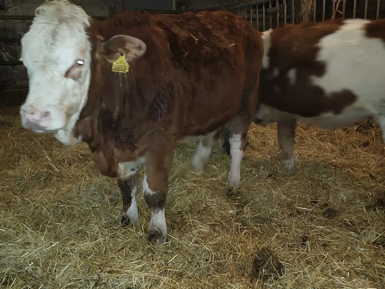 Billede 1 - Simmentaler kvier