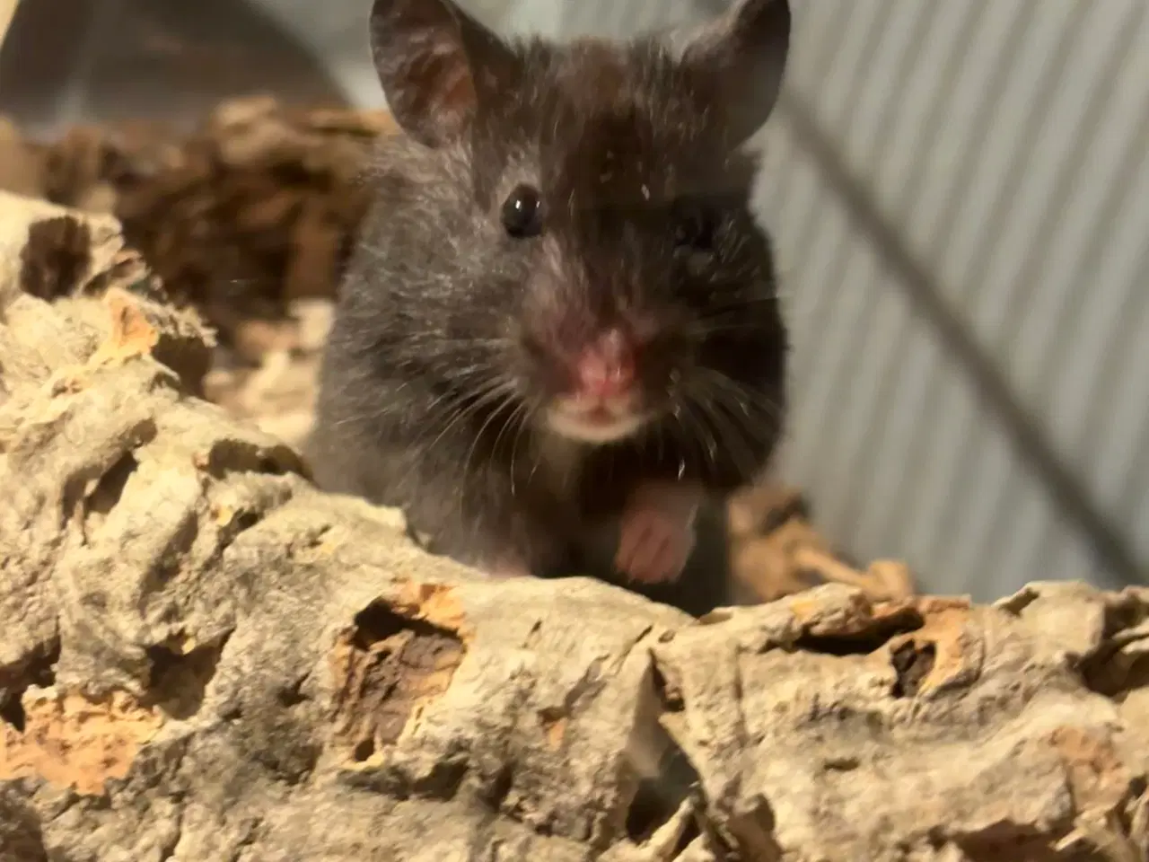Billede 6 - Guldhamster
