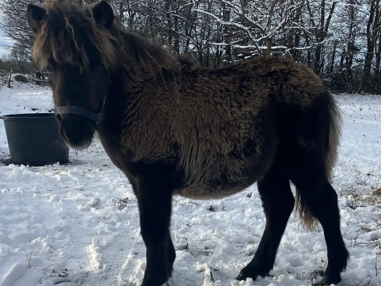 Billede 4 - Shetlands pony hingsteføl