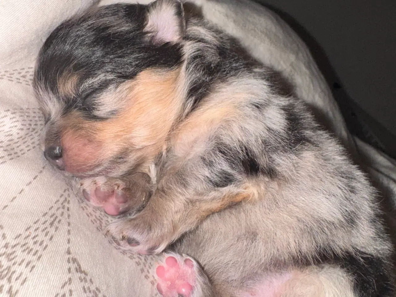 Billede 3 - Pomeranian Merle 