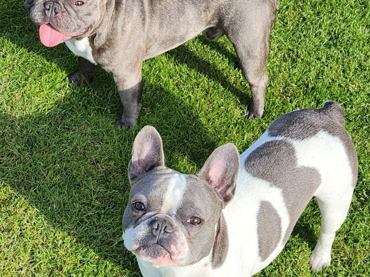 Billede 14 - Fransk bulldog hvalpe