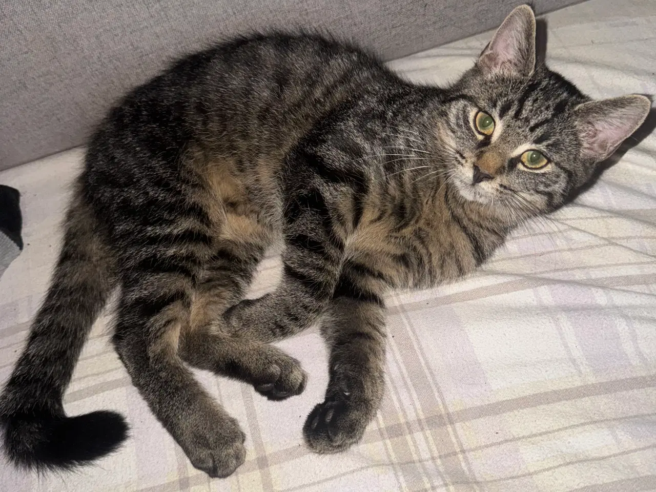 Billede 1 - Maine moon bl.a. med huskat