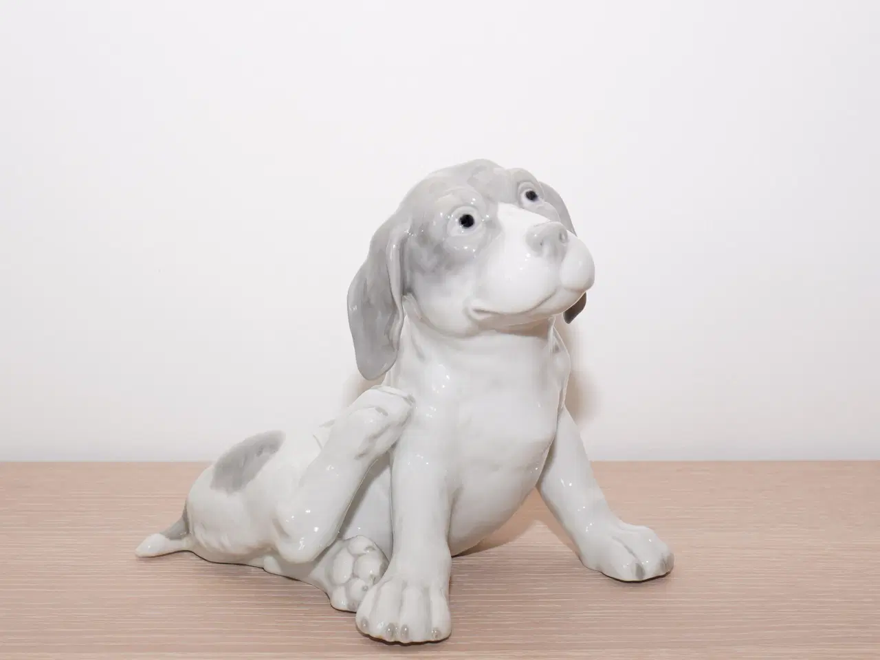 Billede 8 - Stor 110 år gl hund / pointer hvalp f Heubach