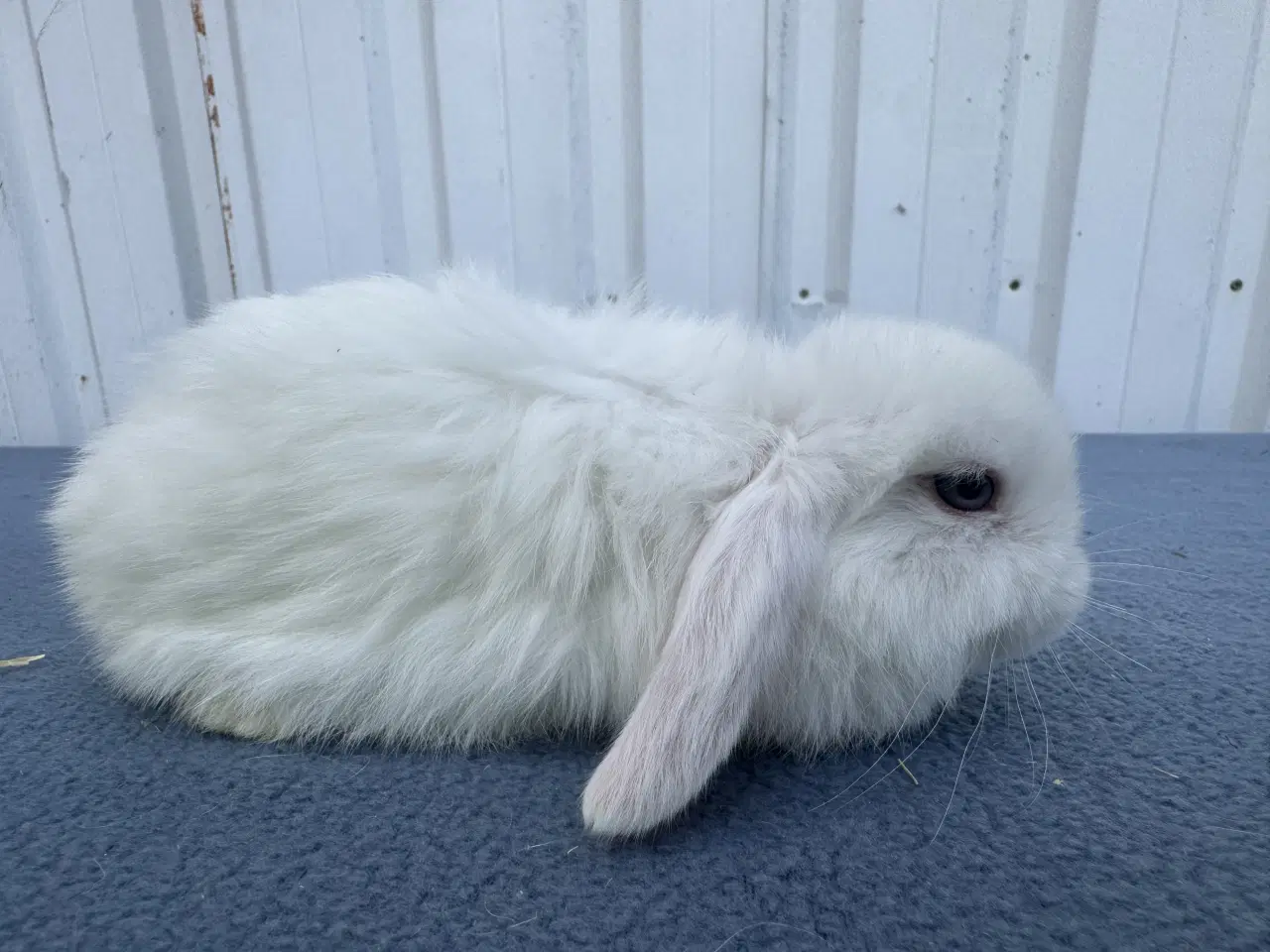 Billede 5 - Dværgvædder/Mini lop hankanin