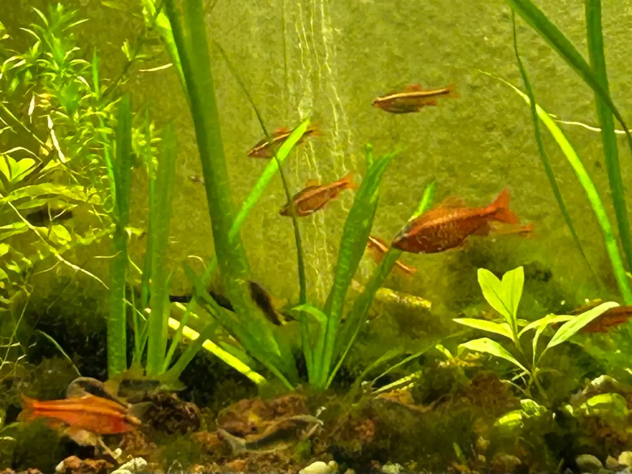 Billede 5 - 🐟🚨 Glødelys Rasbora – rolige og smukke stimefisk