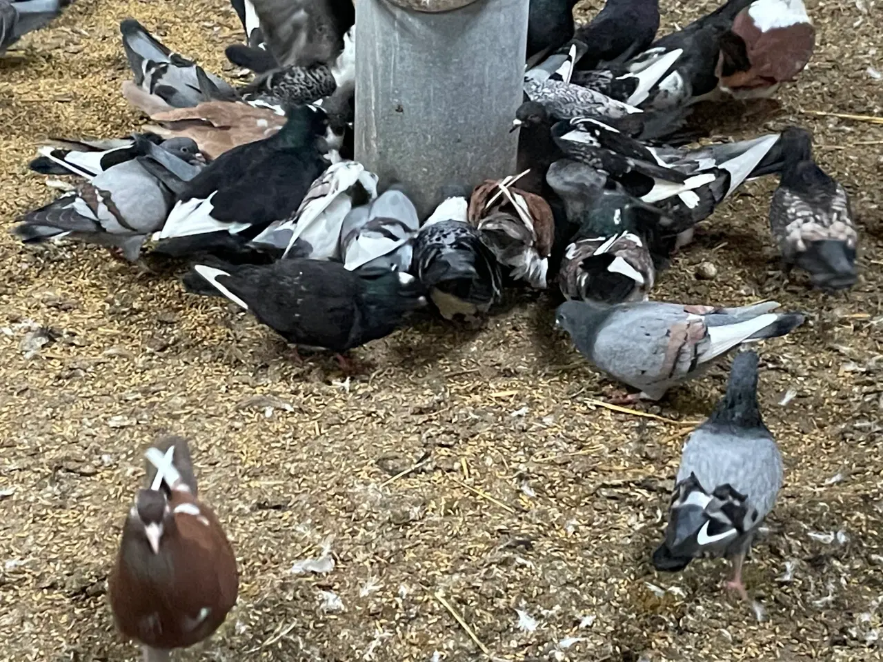 Billede 3 - 20 levende Duer 
