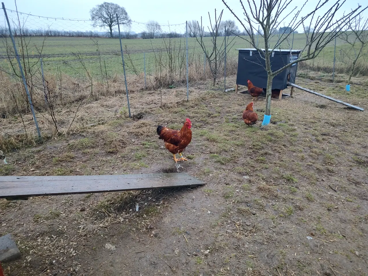 Billede 1 - New Hampshire hane