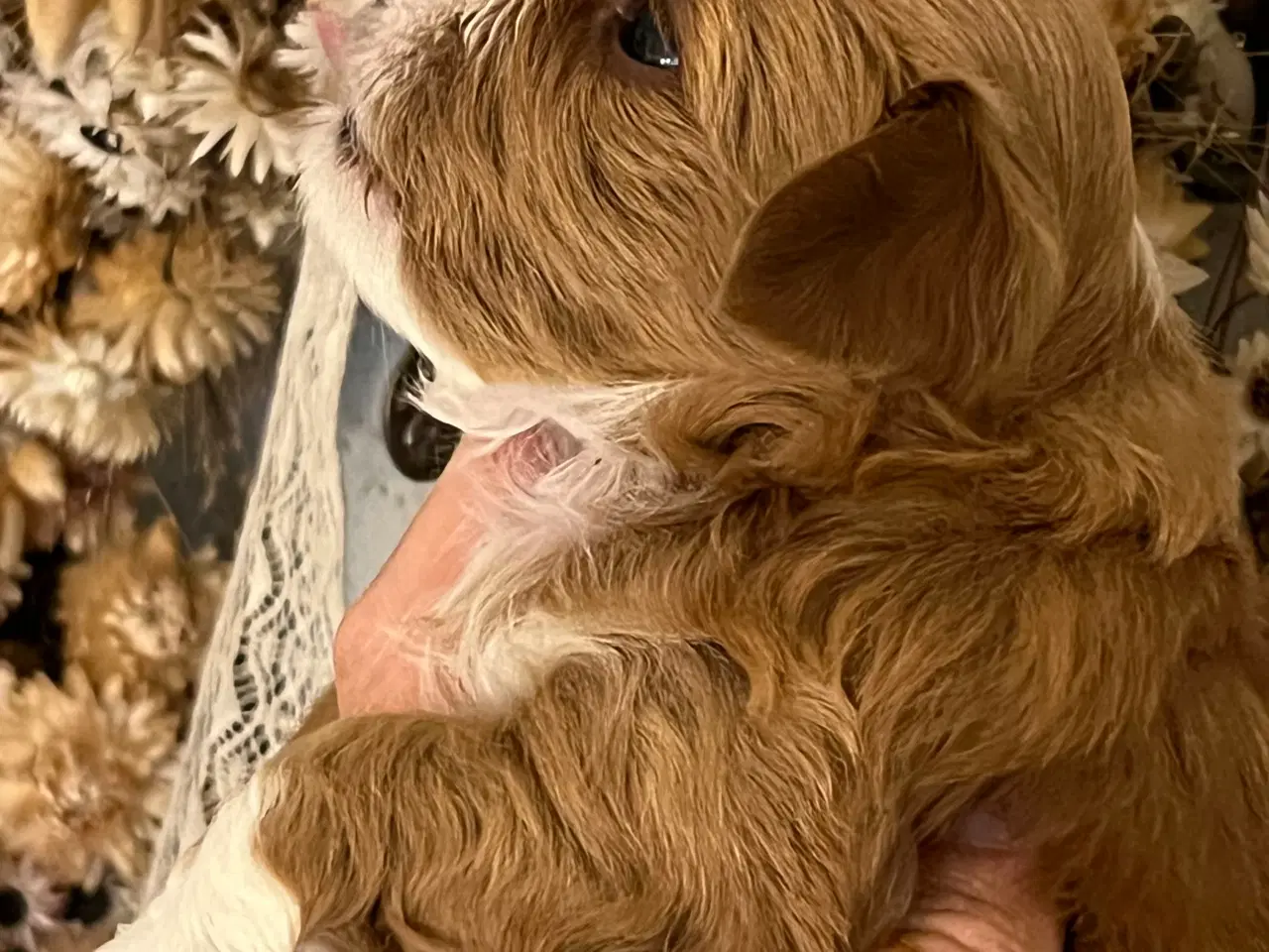 Billede 10 - 🧡Smukke & Søde Bichon Havanais 🧡