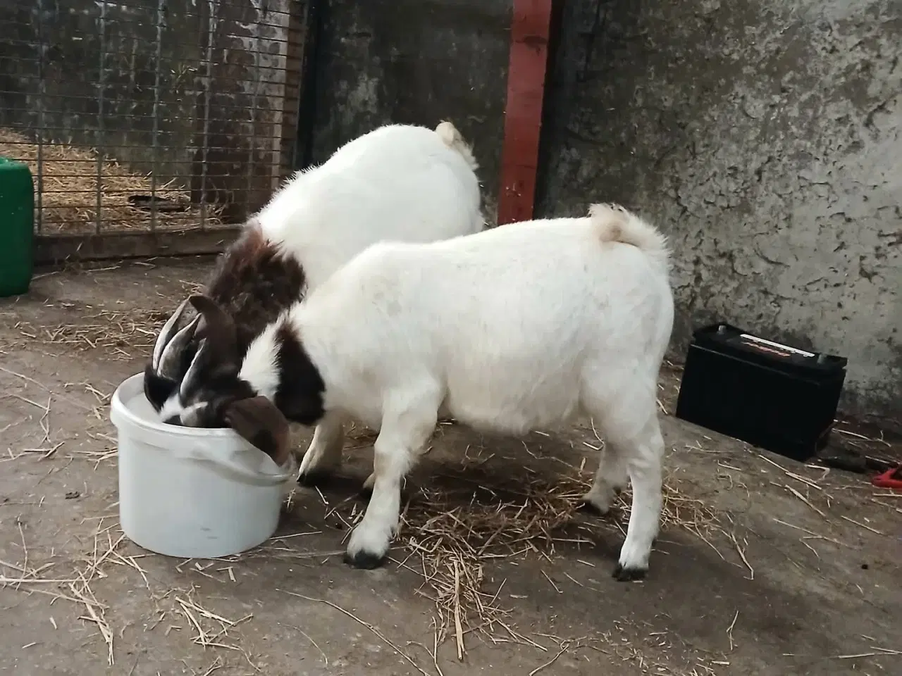 Billede 1 - Boerbukke sælges