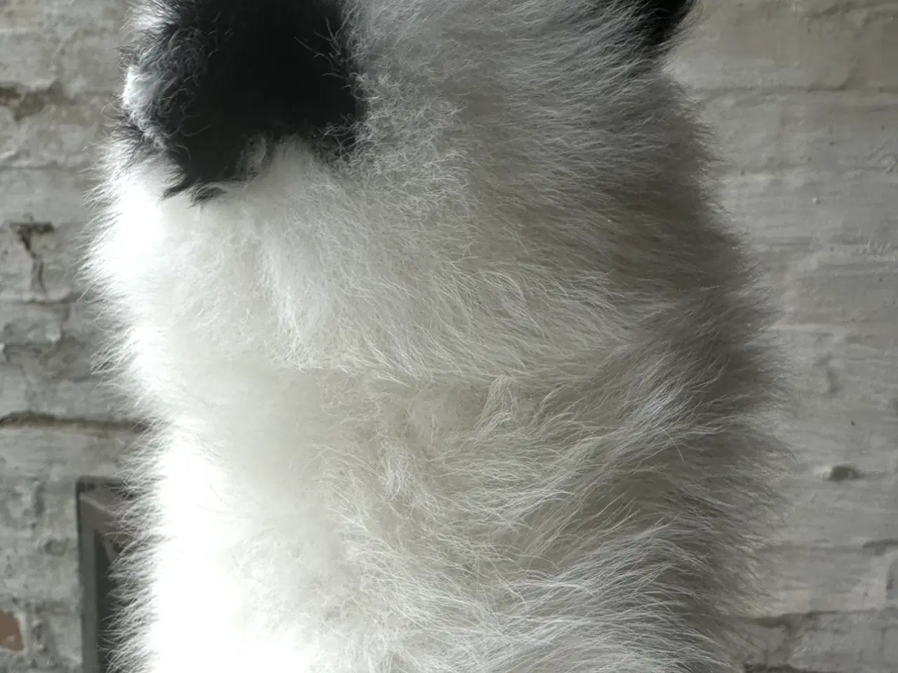 Billede 4 - Pomeranian Partycolor