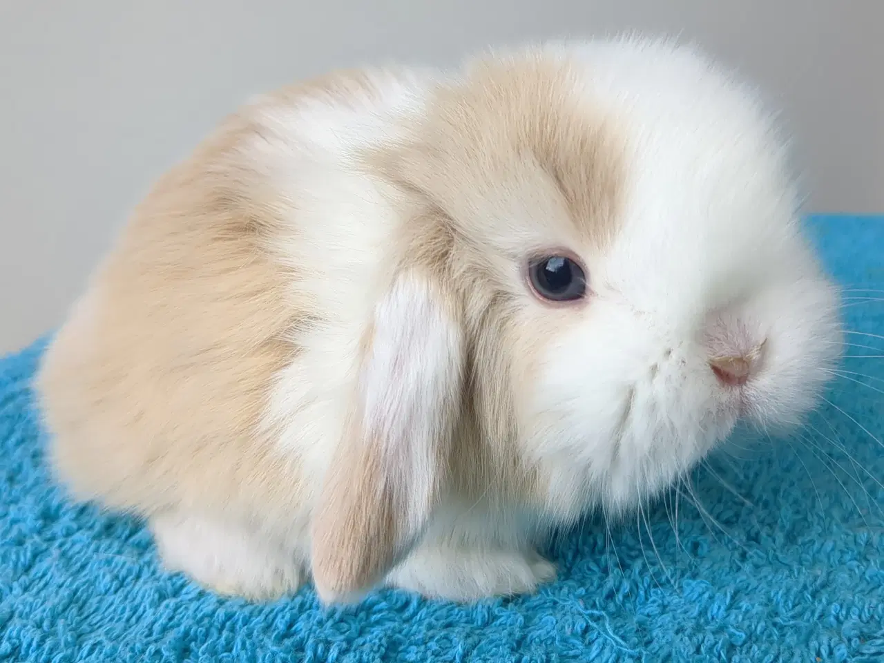 Billede 11 - Minilop kaninunger sælges 