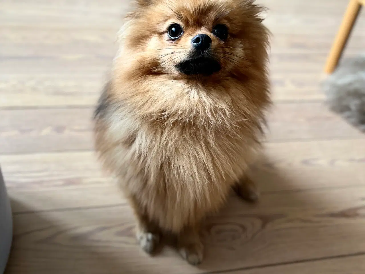 Billede 5 - Hund søger blivende familie med store børn