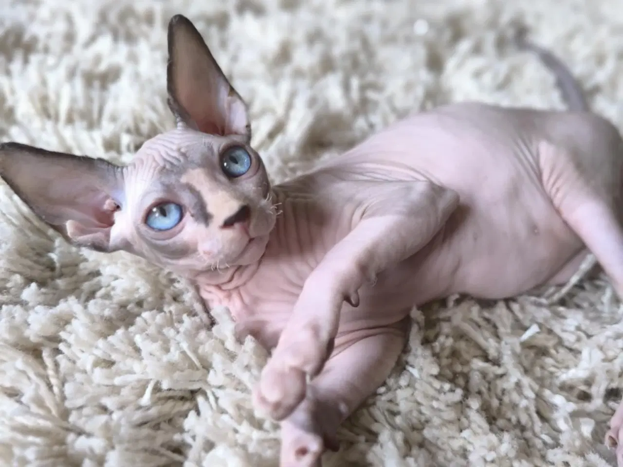 Billede 2 - SPHYNX killinger <3