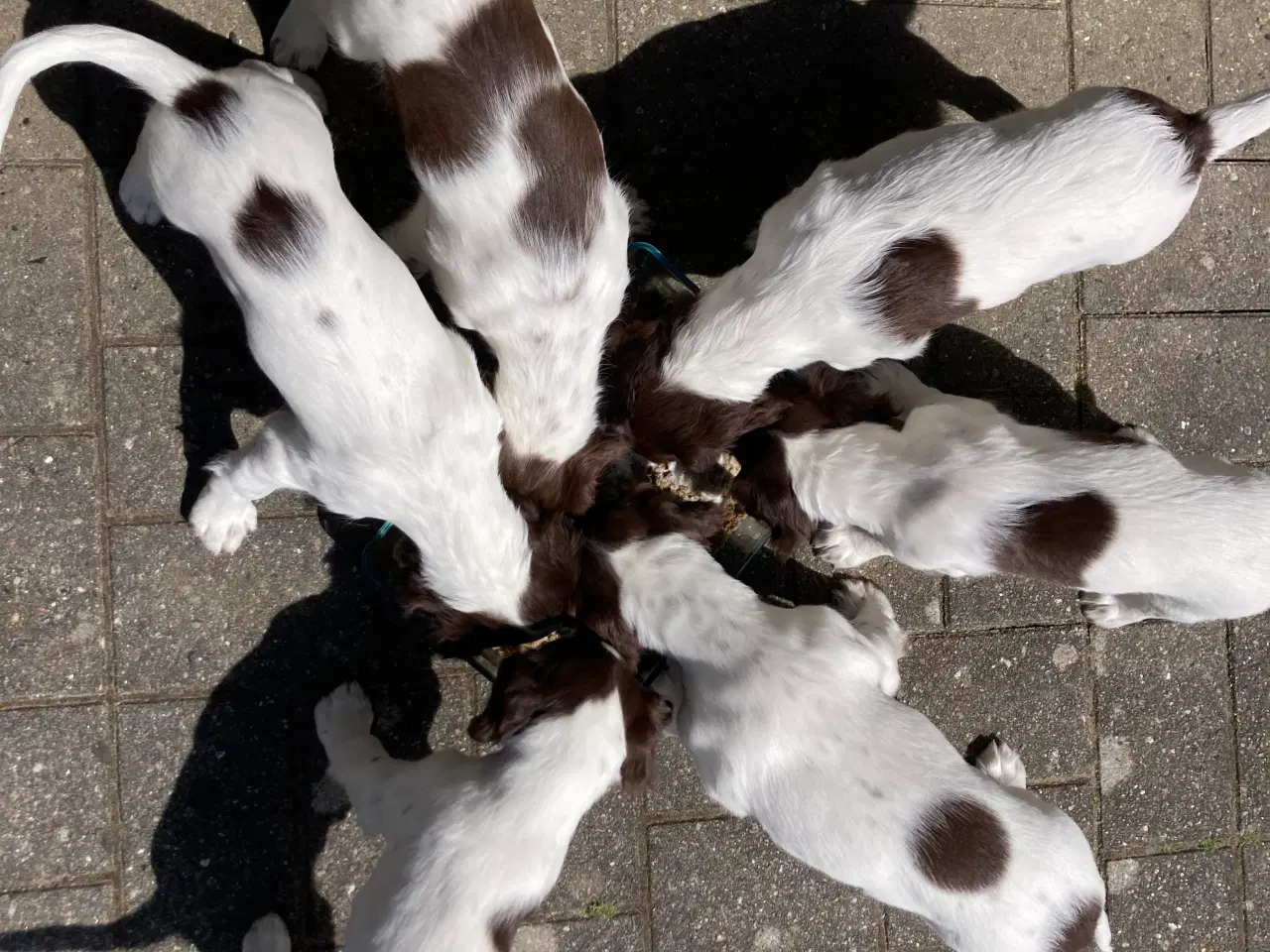 Billede 8 - Springer Spaniel Flytte klar Nu