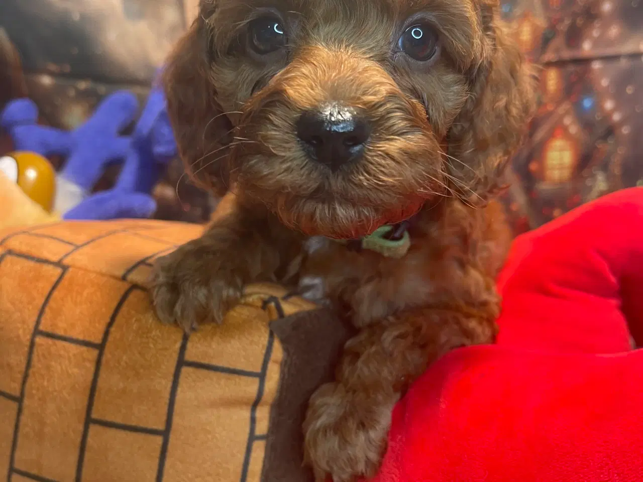 Billede 3 - Mini Amerikansk Cockapoo