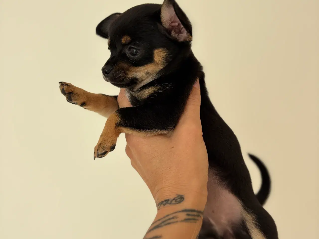 Billede 2 - Chihuahua hvalp (sidste han) ❤️