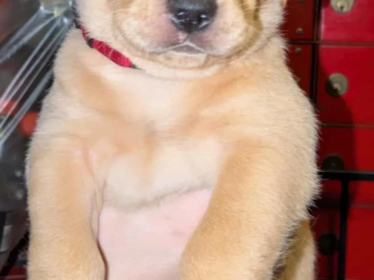 Billede 3 - Labrador blandings hvalpe