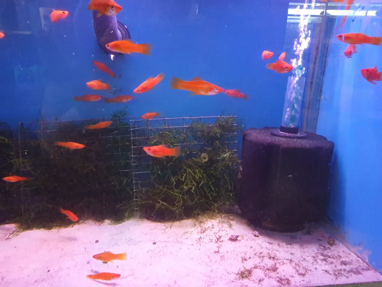 Billede 5 - Røde Sværddragere