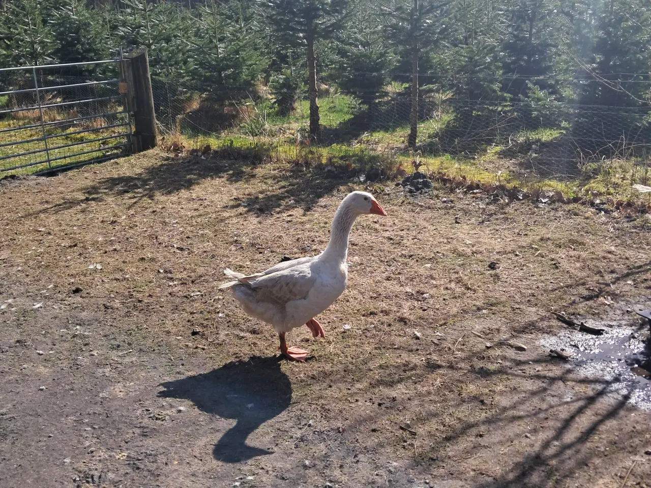 Billede 4 - 2 Emden gæs + gase