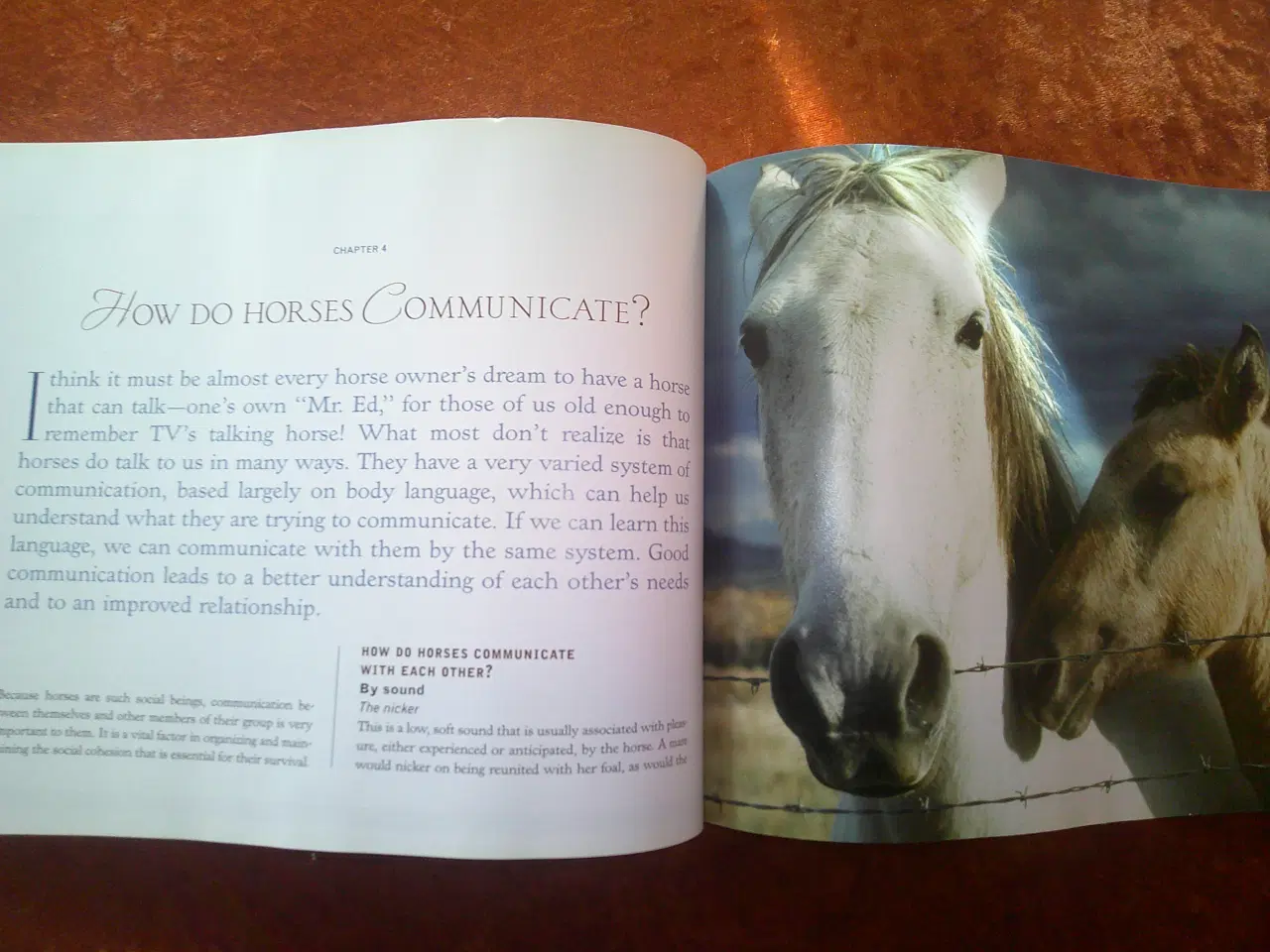 Billede 3 - In Harmony With Your Horse, Clare Albinson