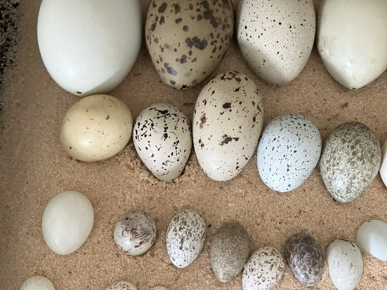 Billede 1 - Dansk samling