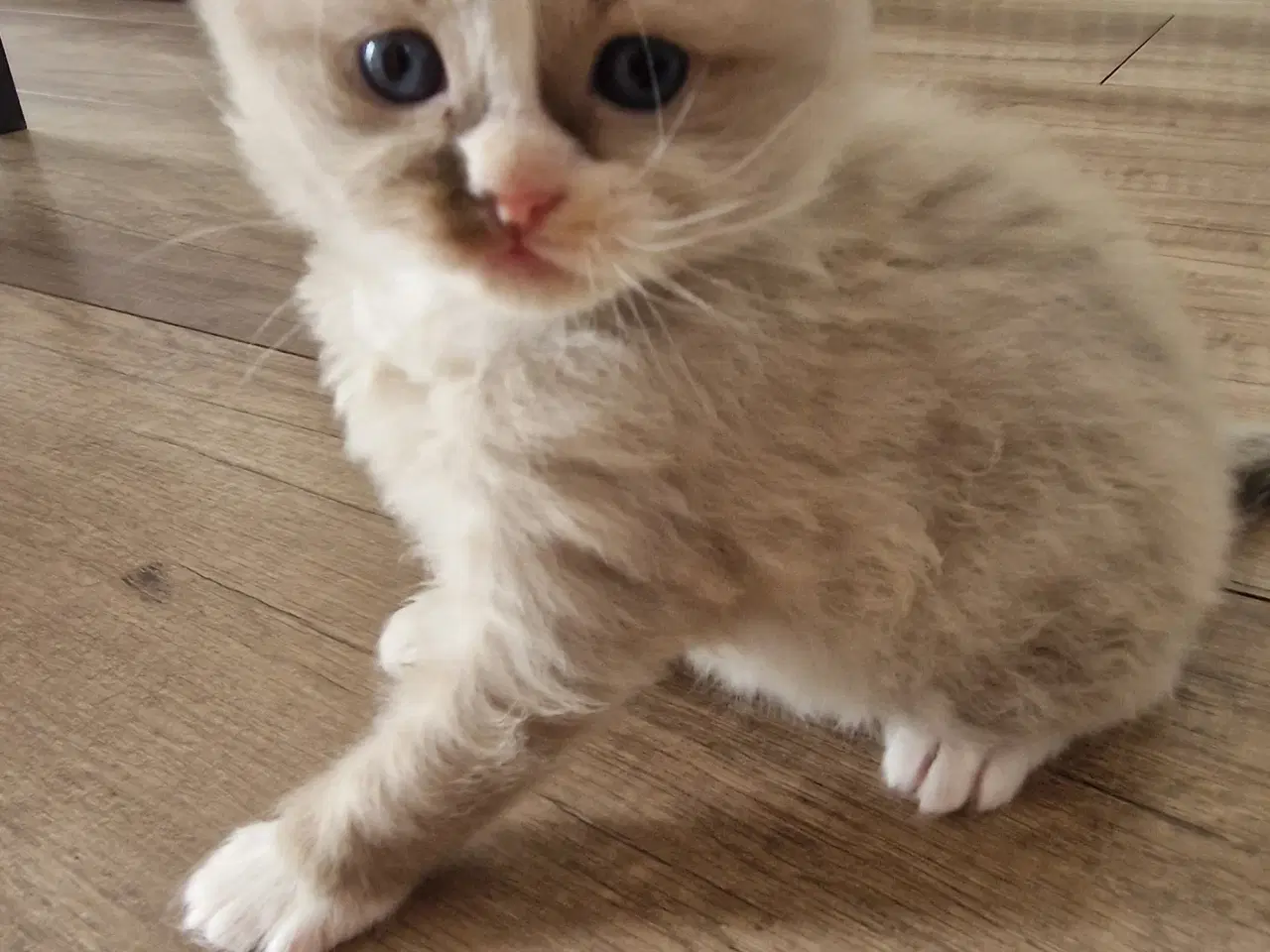 Billede 8 - De Skønneste Ragdoll Killinger Søger Kærlige Hjem
