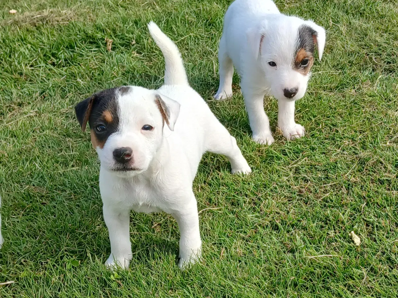Billede 1 - Jack Russel hvalpe 