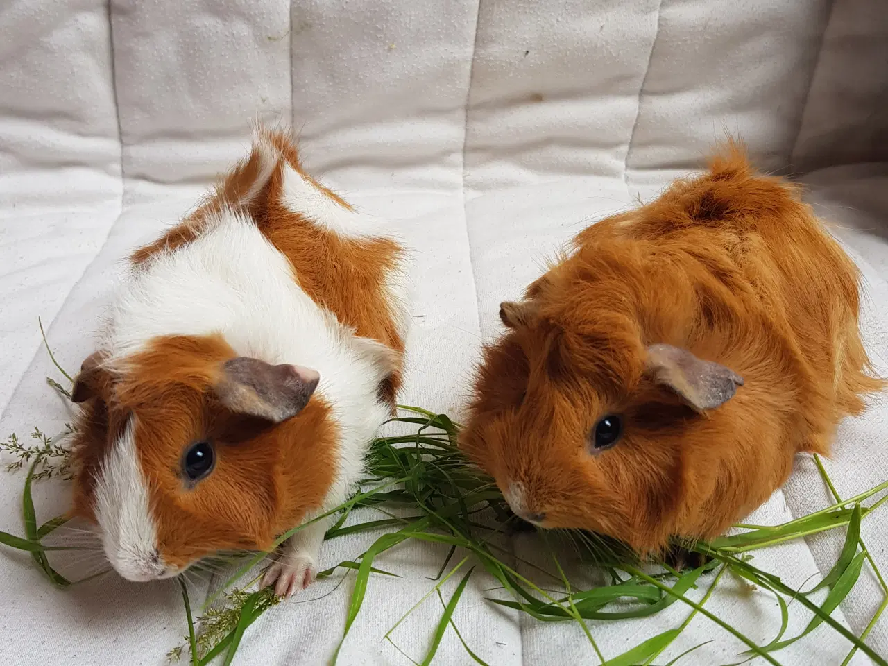 Billede 2 - To søde tamme hunmarsvin søger kærligt hjem