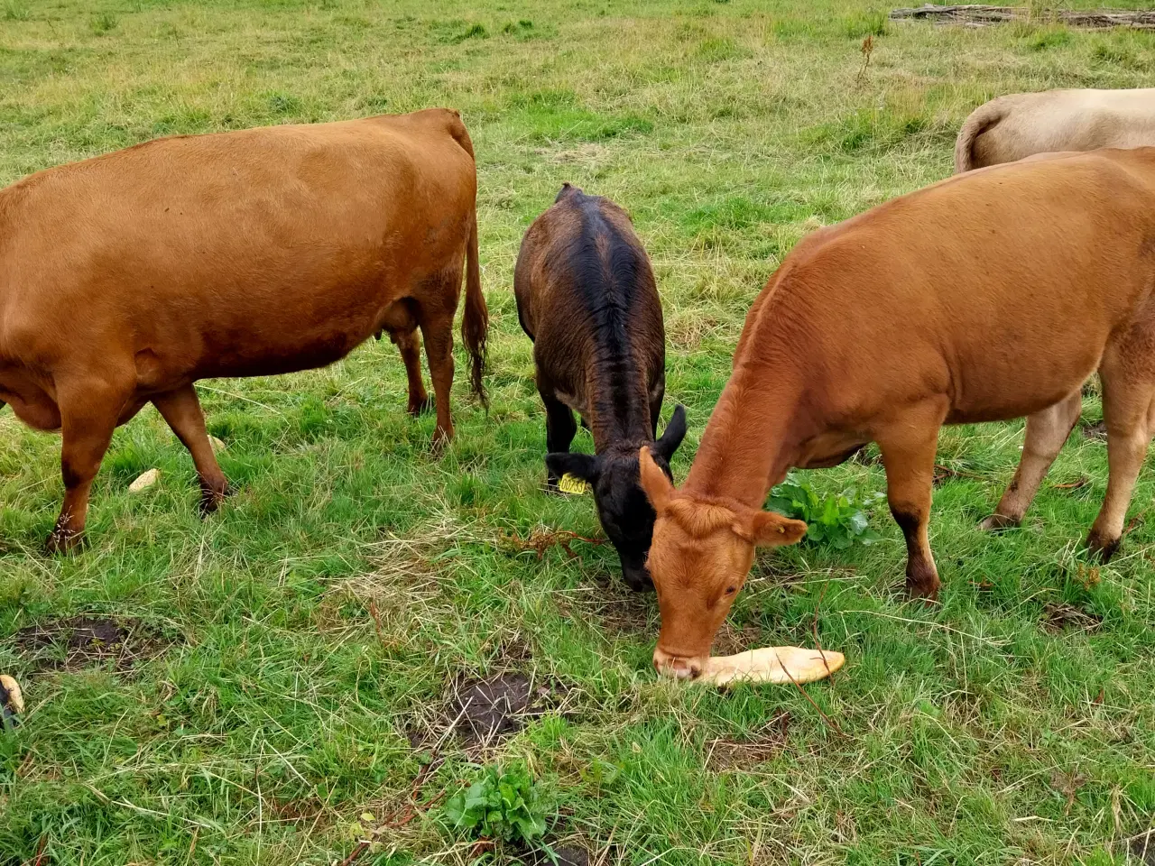 Billede 2 - Dexter med og uden stamtavle.