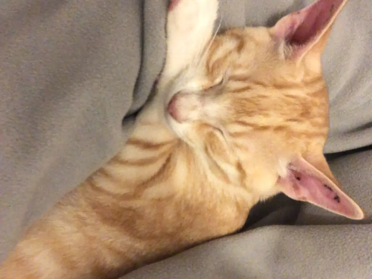 Billede 8 - 2 årig kat gives væk