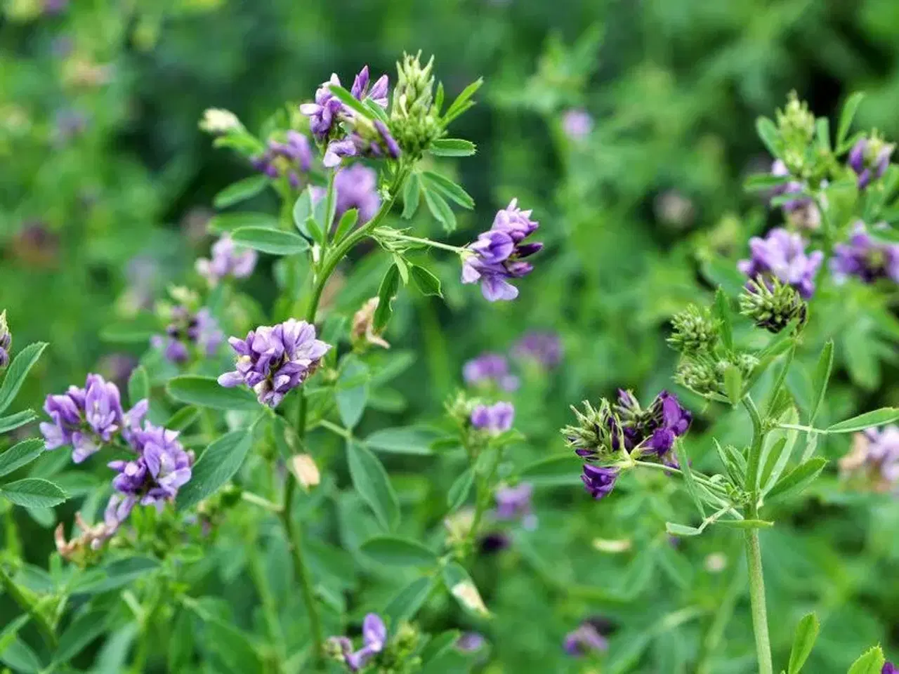 Billede 3 - PAS PÅ NATUREN med smukke blomster -så nu!