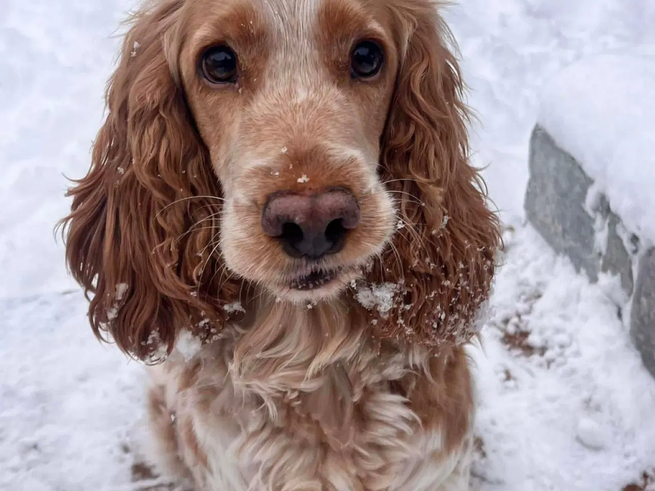 Billede 12 - Smukke Cockerhvalpe