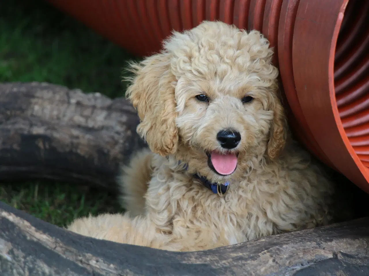 Billede 4 - Goldendoodle Doodledoodle Cavapoo