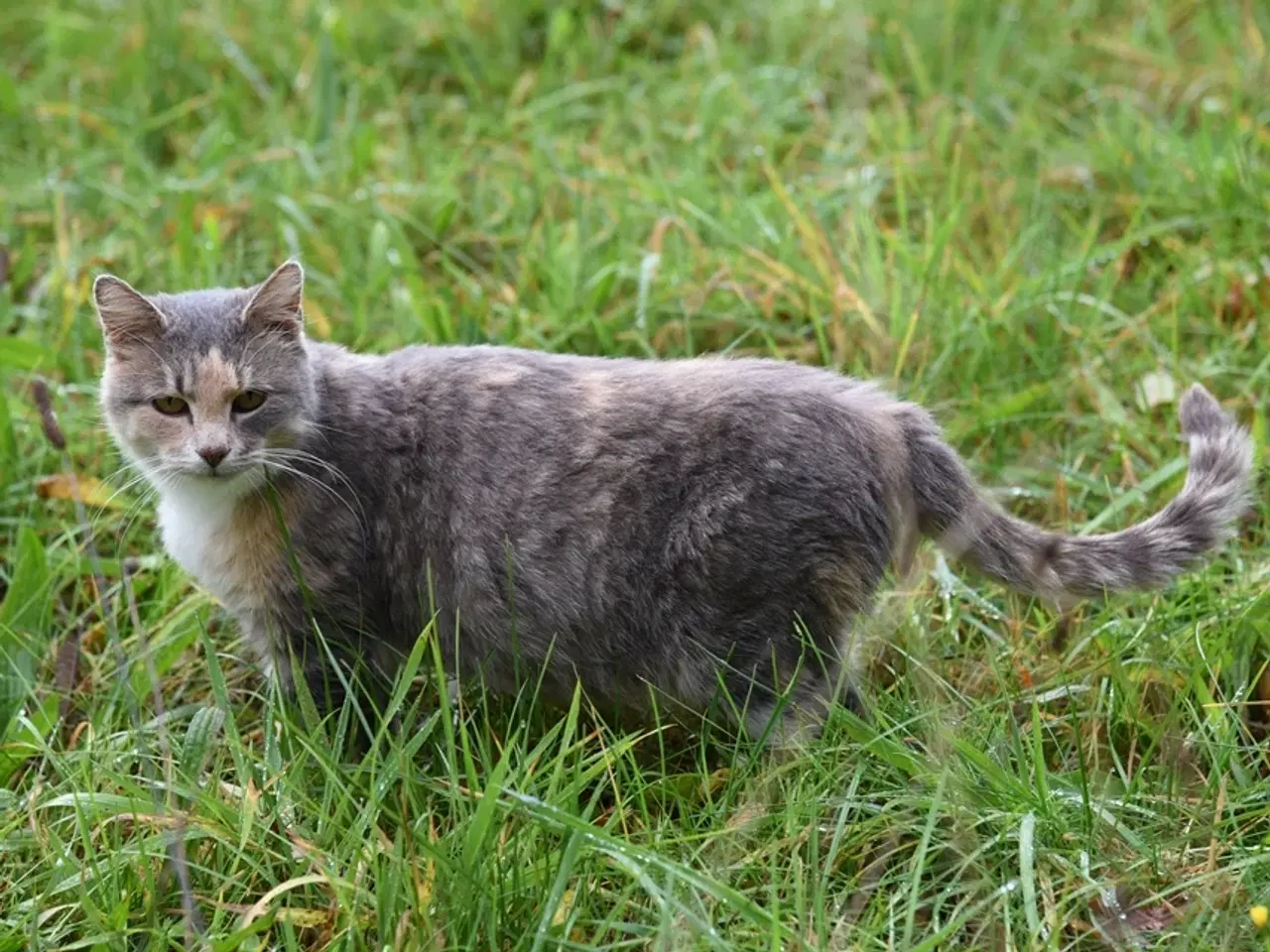 Billede 10 - Fluffy, legesyg kat søger et kærligt hjem