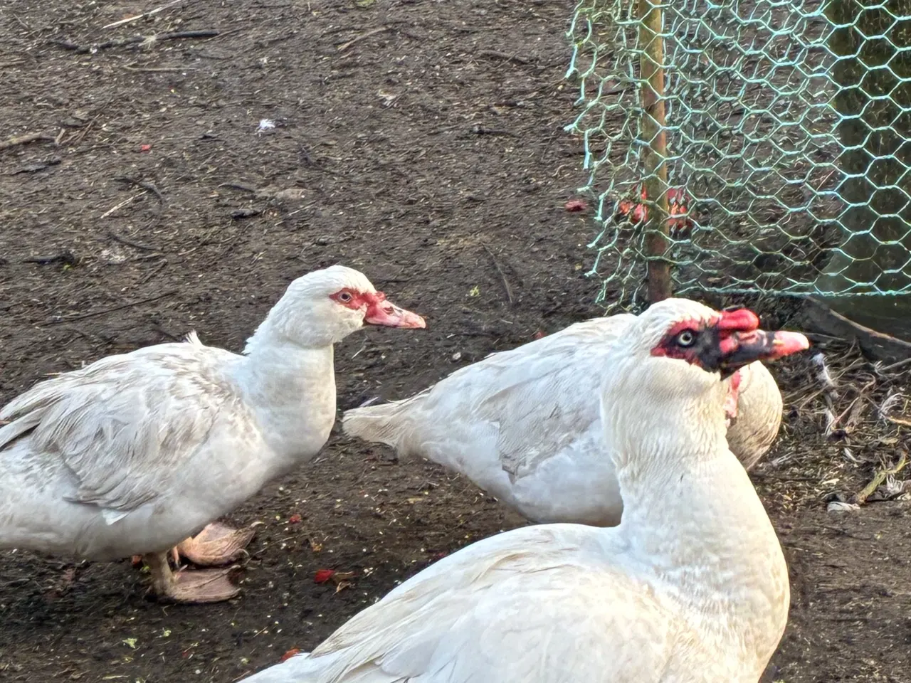 Billede 2 - Moskusænder