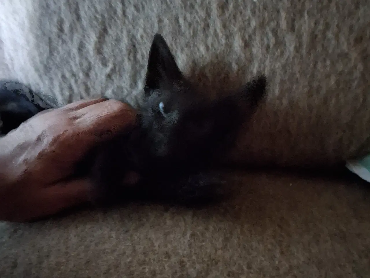 Billede 5 - Minikatkillinger søger nye hjem.