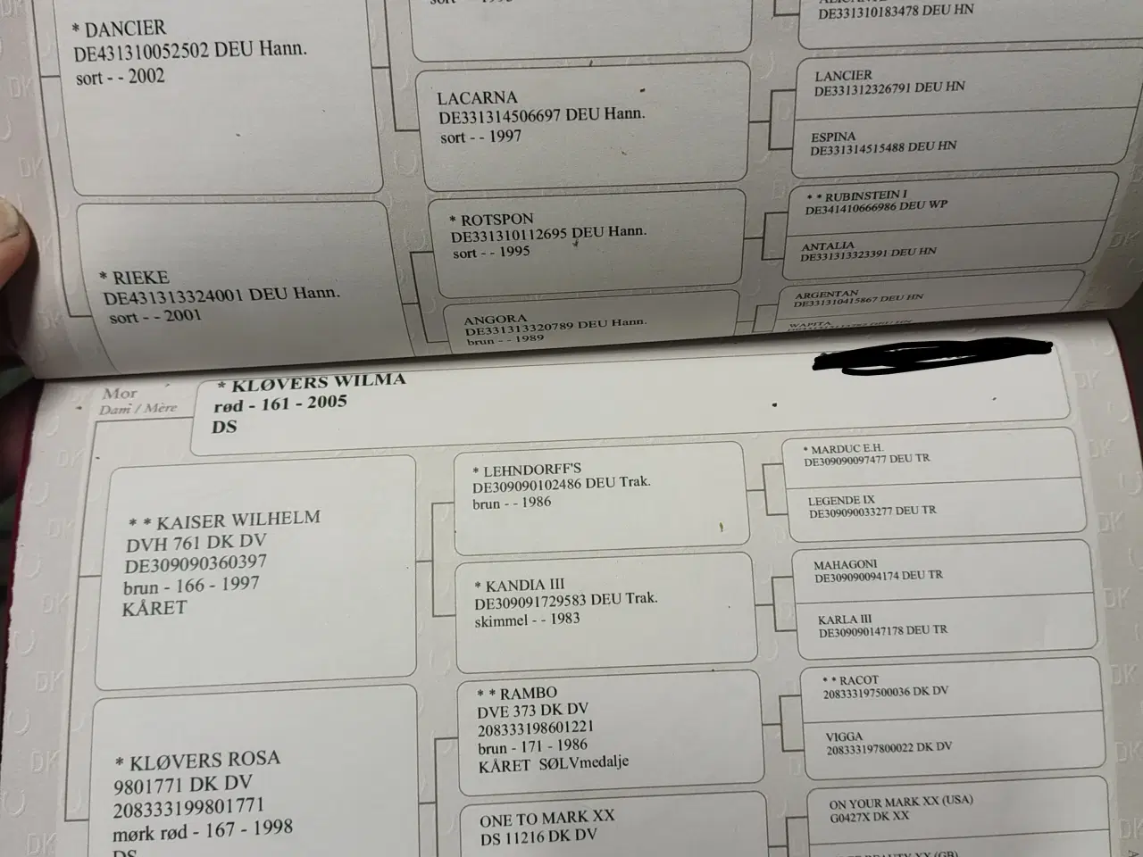 Billede 3 - Rød Dv hingst plag med fuld stamtavle