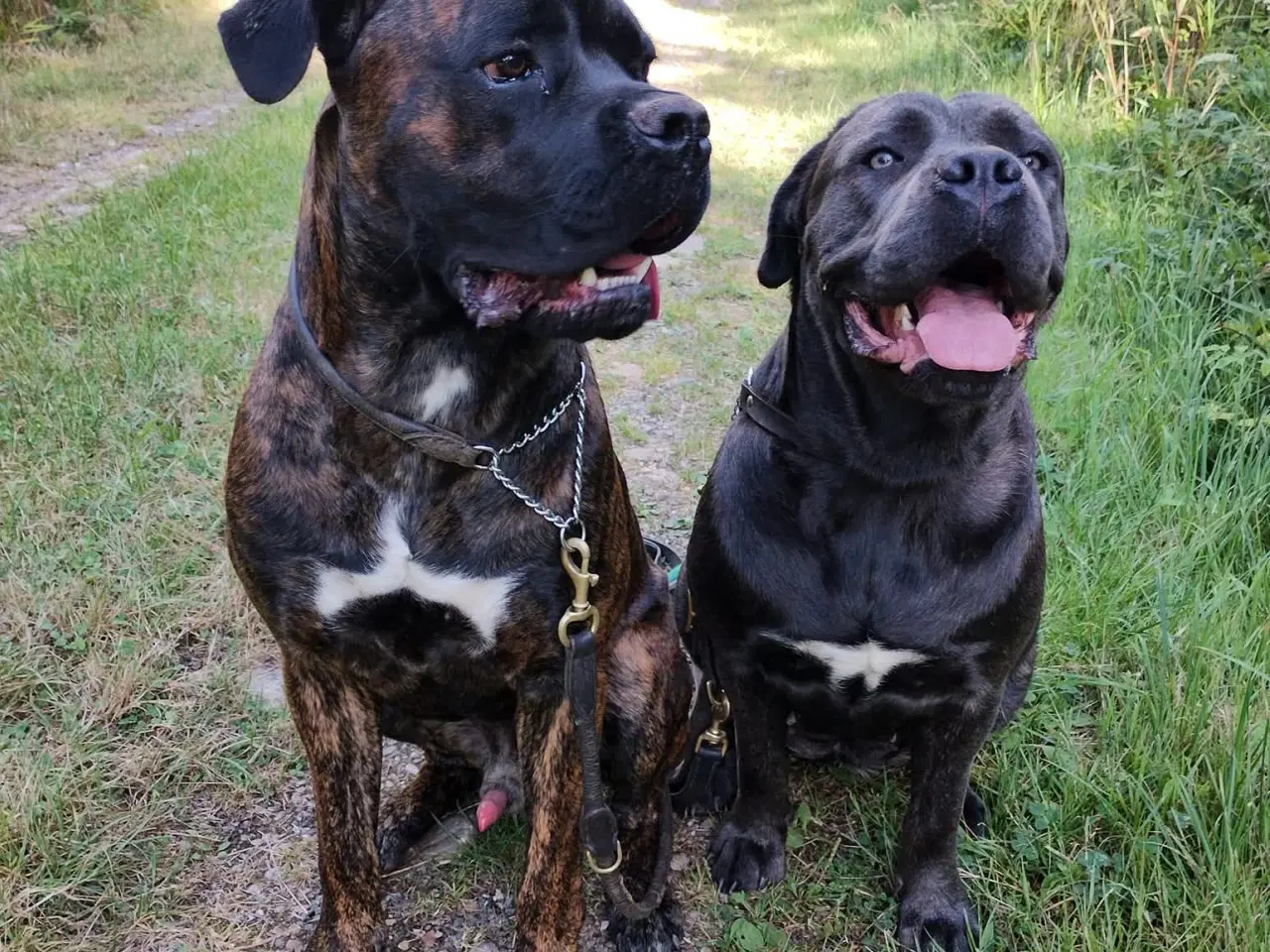 Billede 7 - Cane Corso hvalpe med de sødeste blå øjne 
