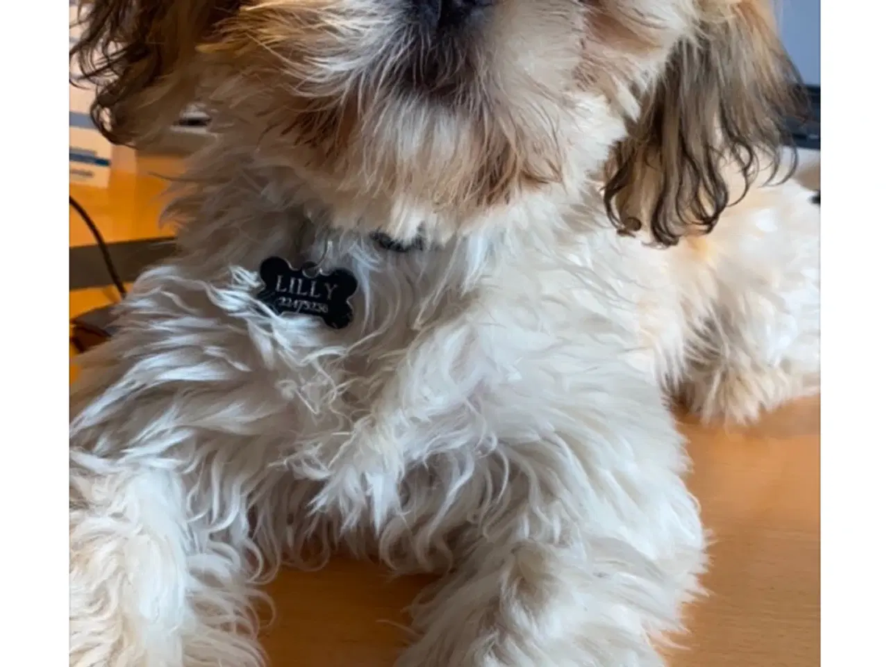 Billede 6 - Hundehvalp - shih tzu