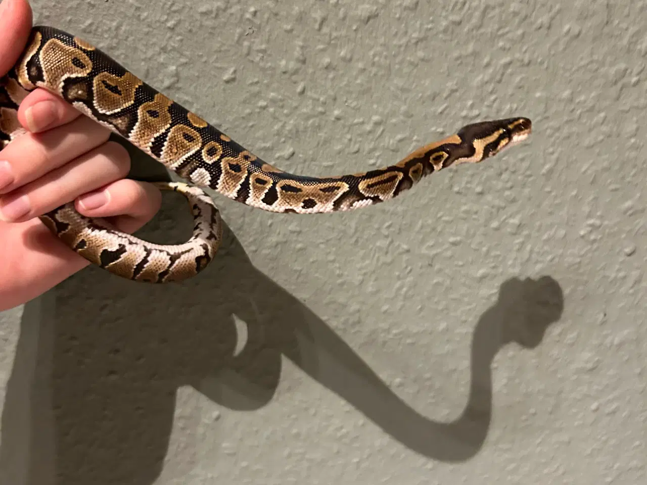 Billede 4 - Ball python 