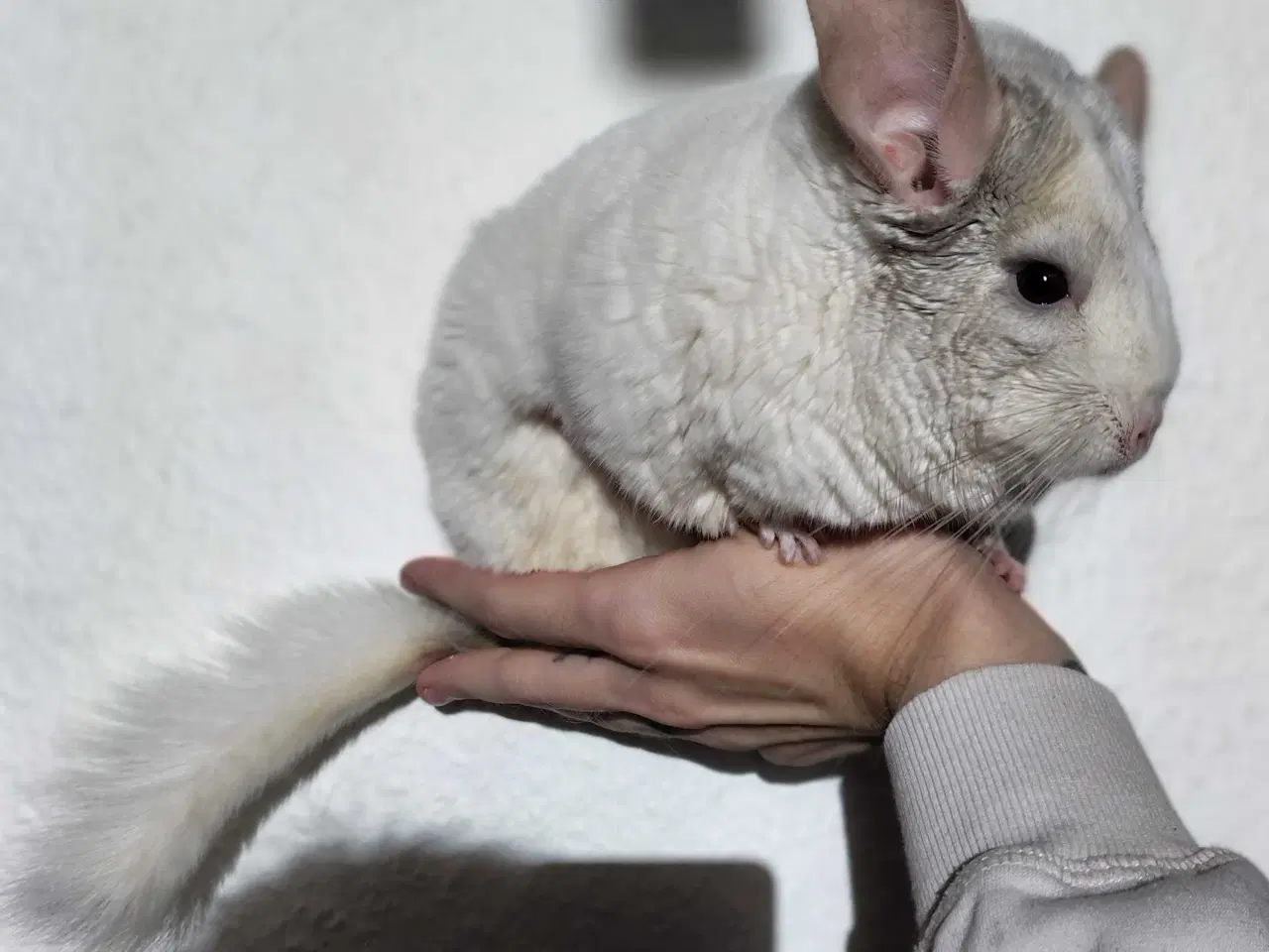 Billede 1 - Tam Chinchilla Hun ❤️