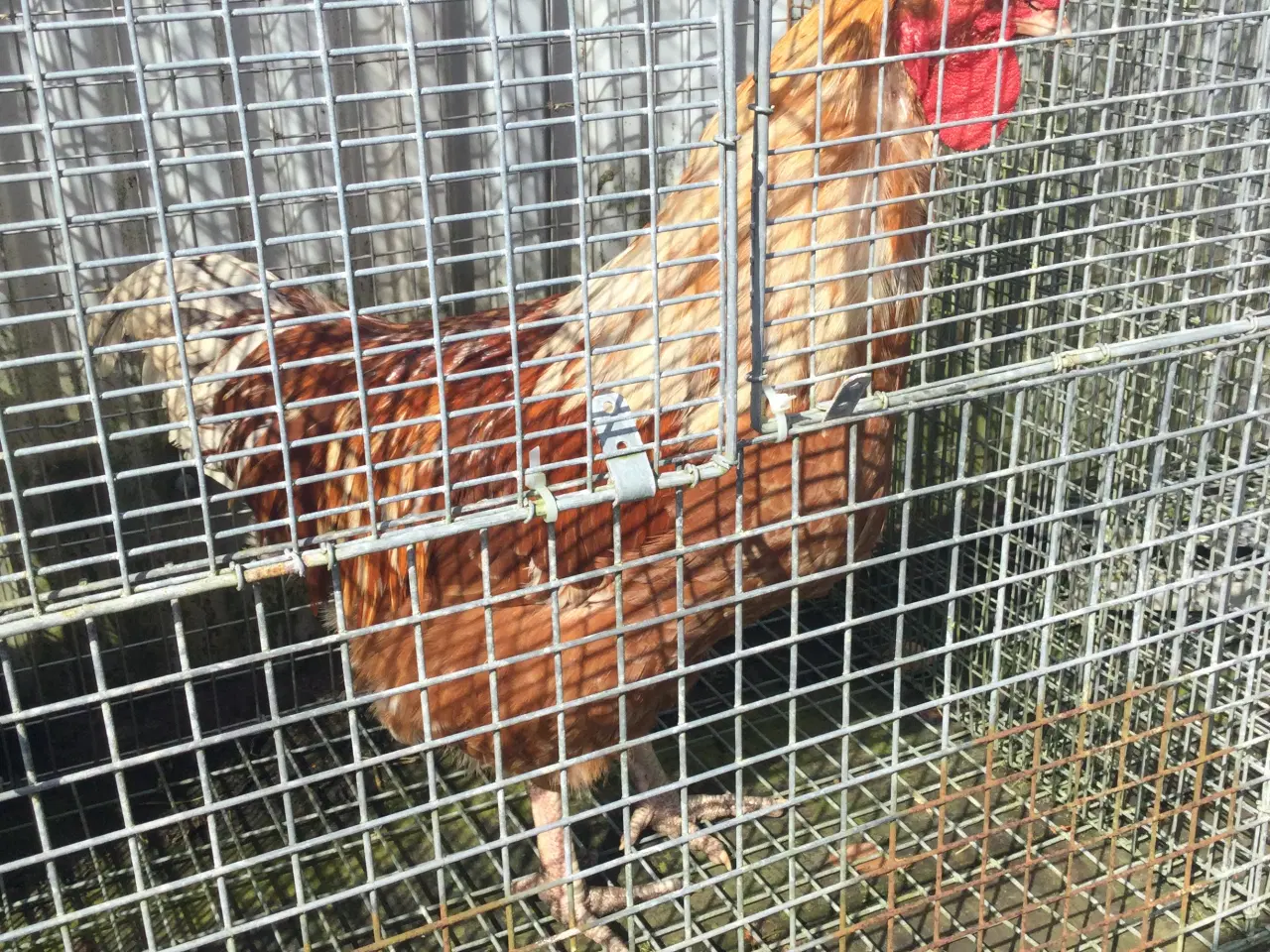 Billede 4 - Store flotte haner