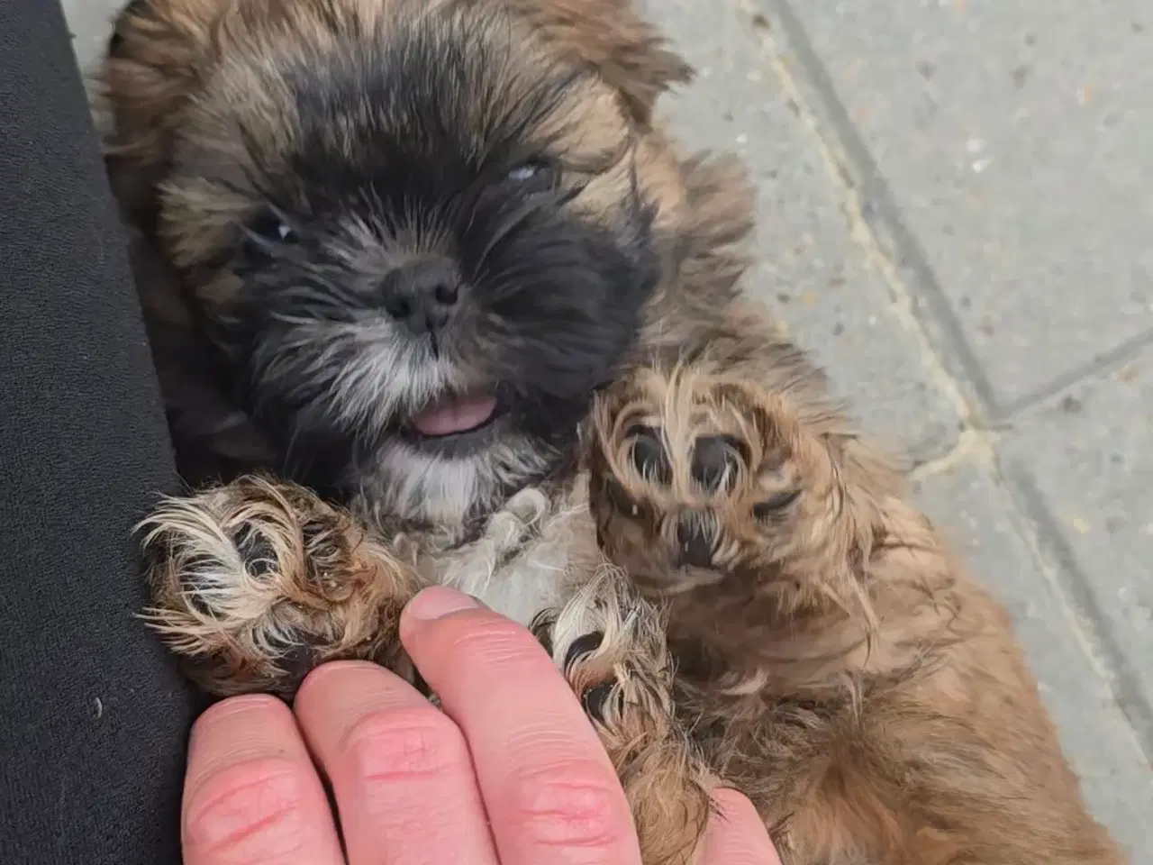 Billede 1 - Shih Tzu 