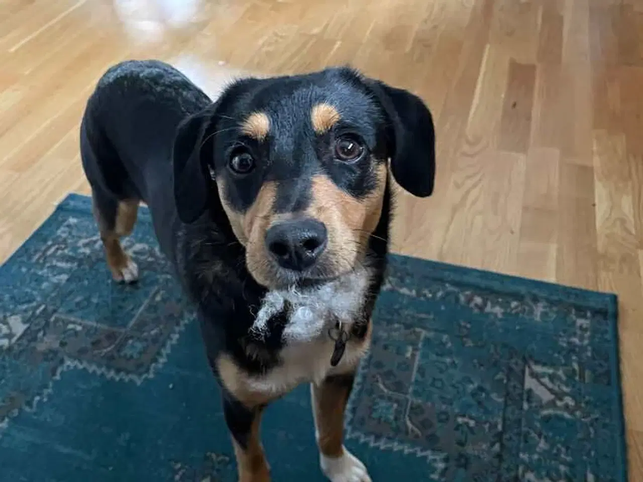 Billede 3 - Søde Charlie til omplacering