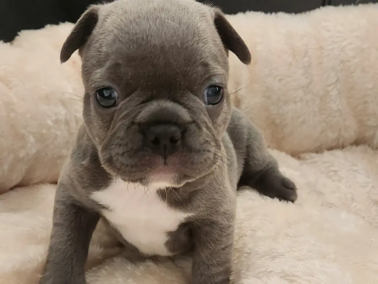 Billede 1 - Fransk bulldog hvalpe